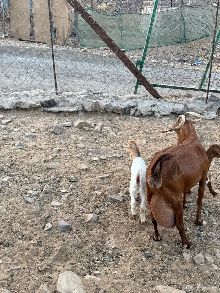 عنز محايليه متوم 3