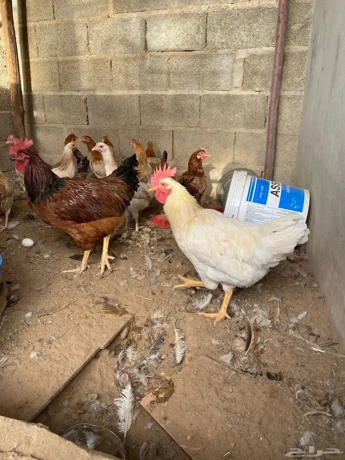 ديكة لوهمان 0