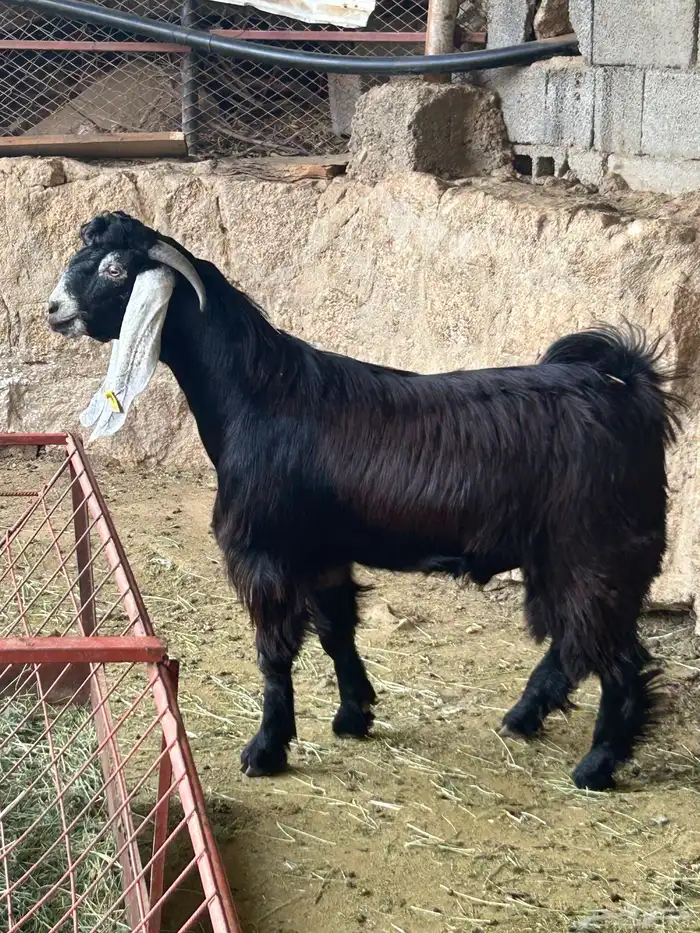 تيس عارضي فحل فاخر جنوب الطايف 3