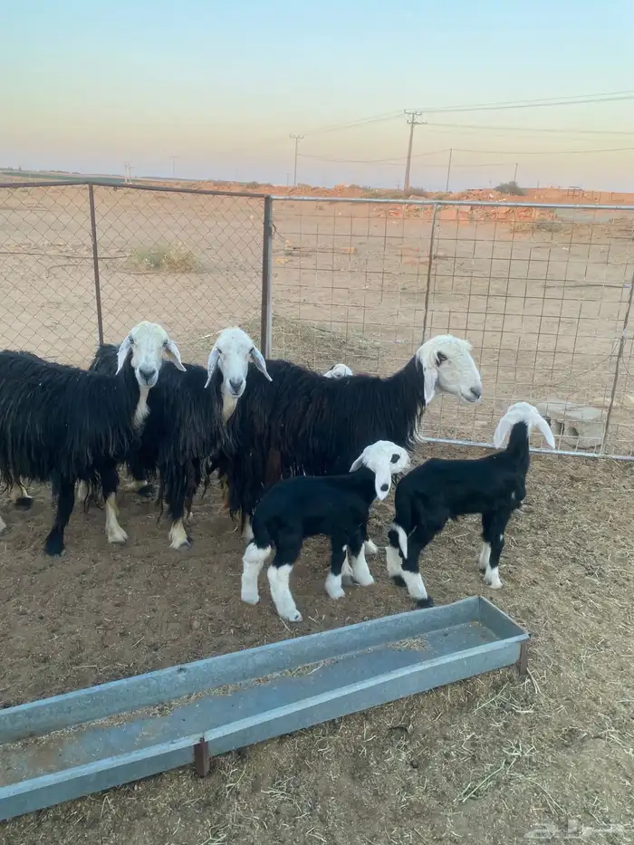 شياه نجد ولد 3