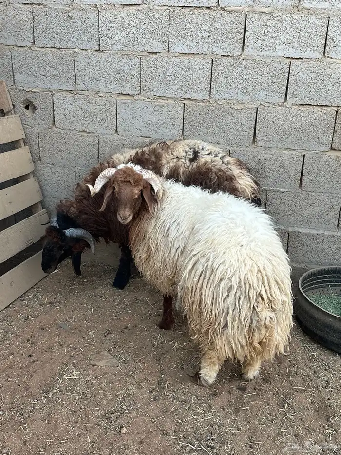 خرفان نعيم جذعان 3