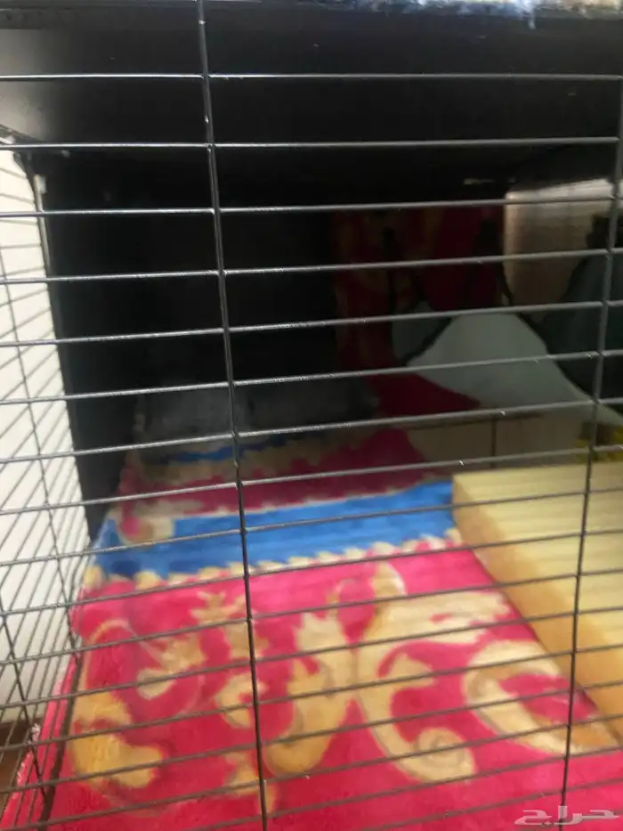 قفص قطط للبيع. السعر صيده 2