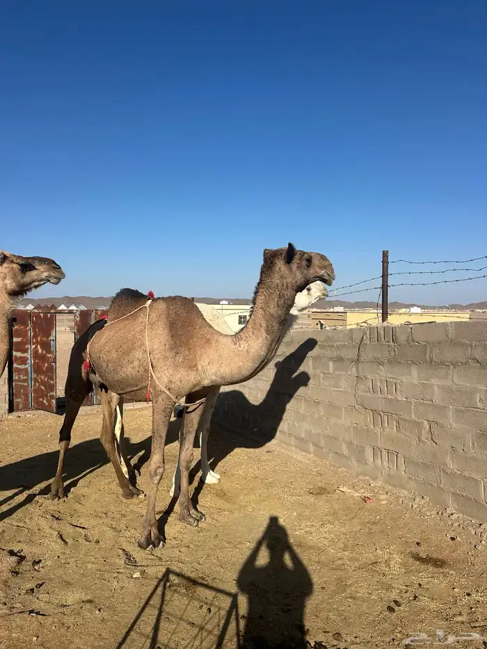 ابل ثلاث لبيع 2