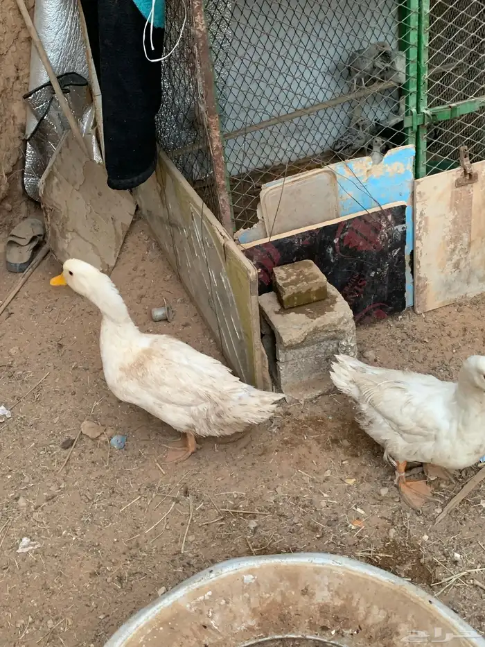 ذكور بط بكيني 0