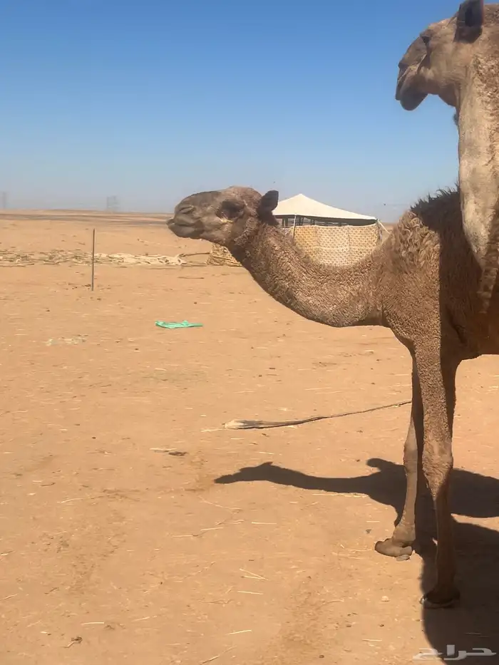 قعود لباني تحت امه 1