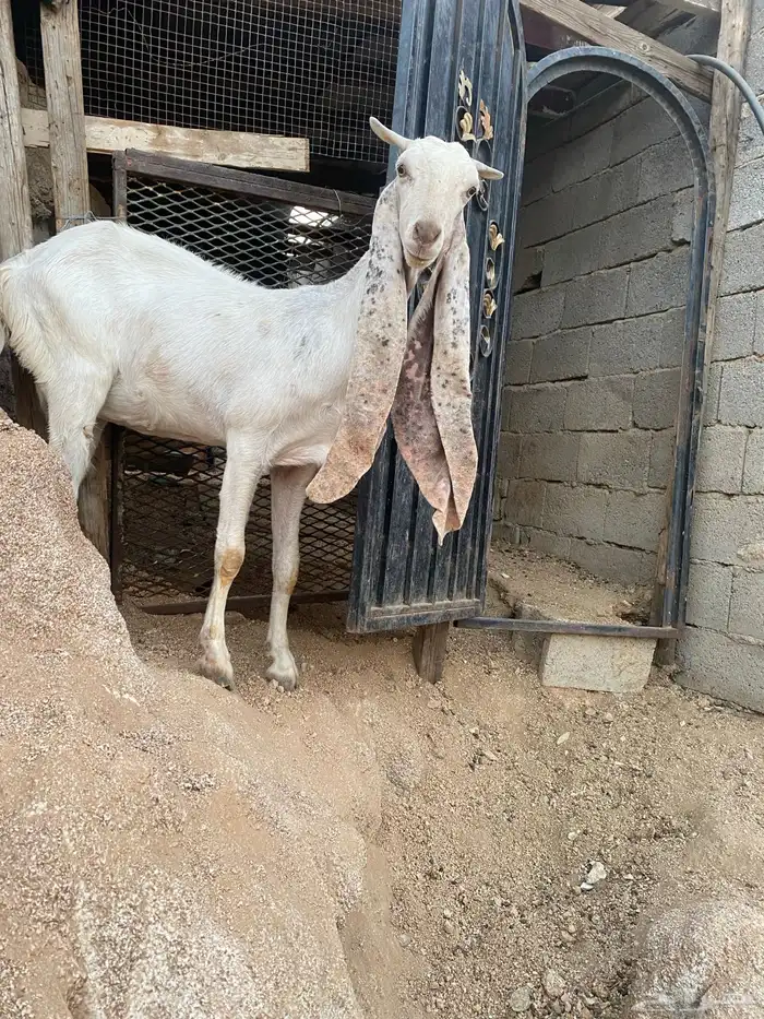 ماعز حجازي 0