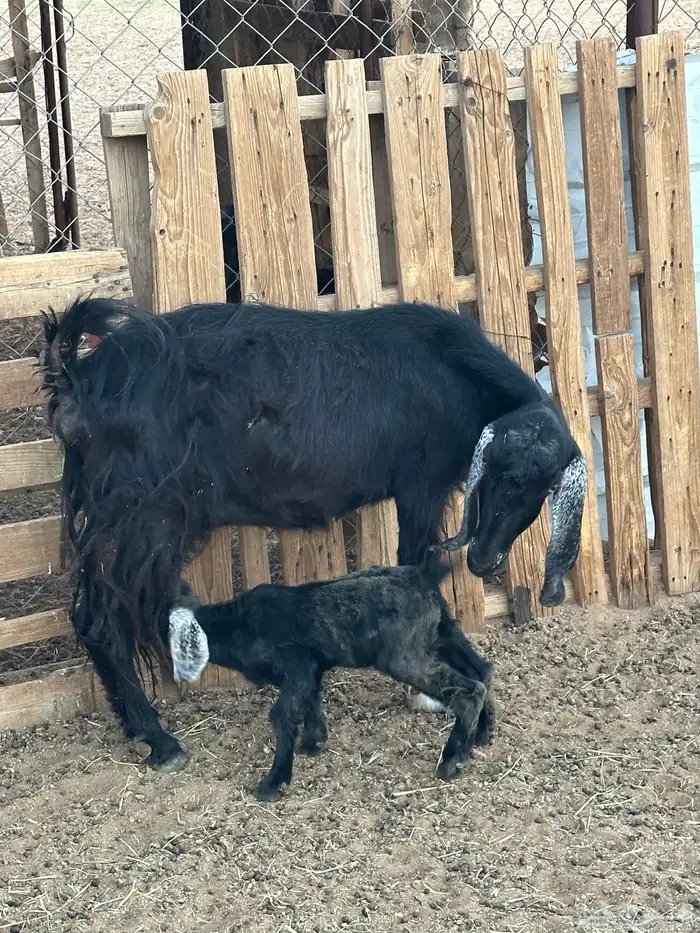 مسوي عليها تيس 0