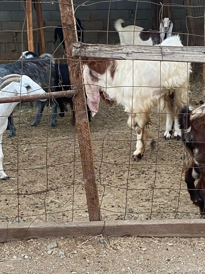 تيس فحل سديس جرم فاخر اجم 3