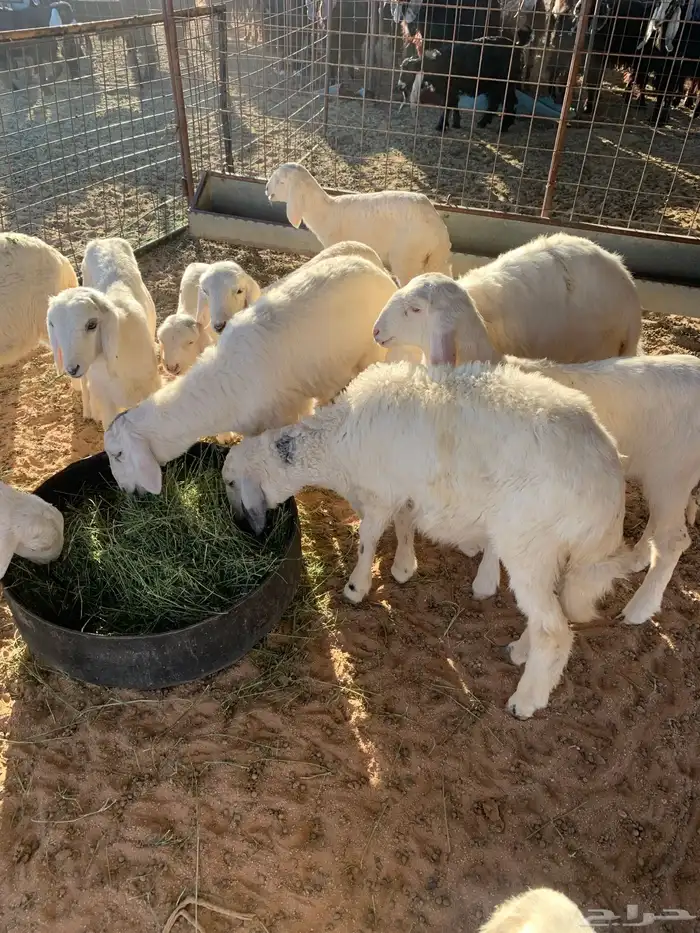 حريات عددها حوالي 30 مع الفحل معها بهم 15 3