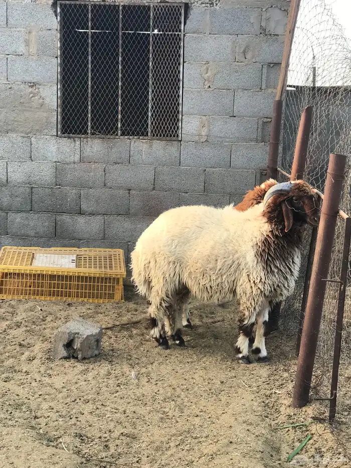 خروف نعيمي 0