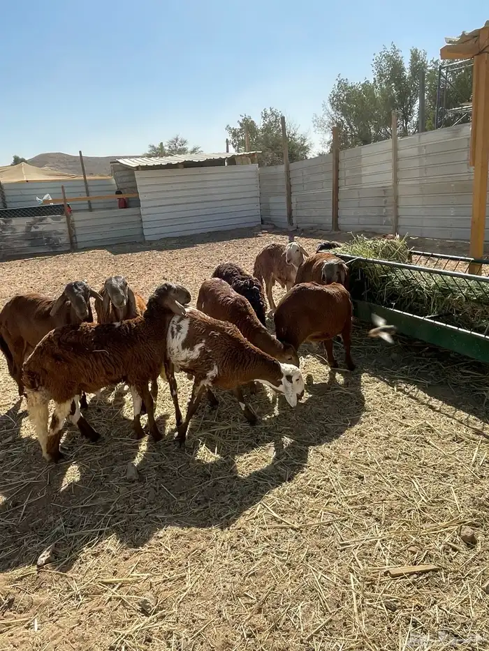 سواكني تربية 0