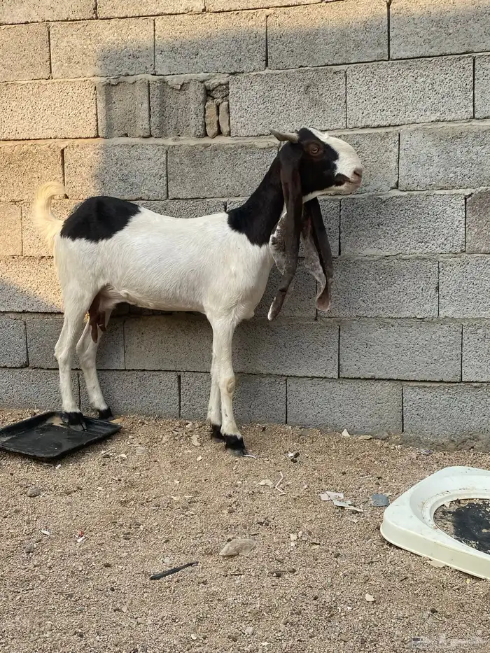 ماعز حجازي 4