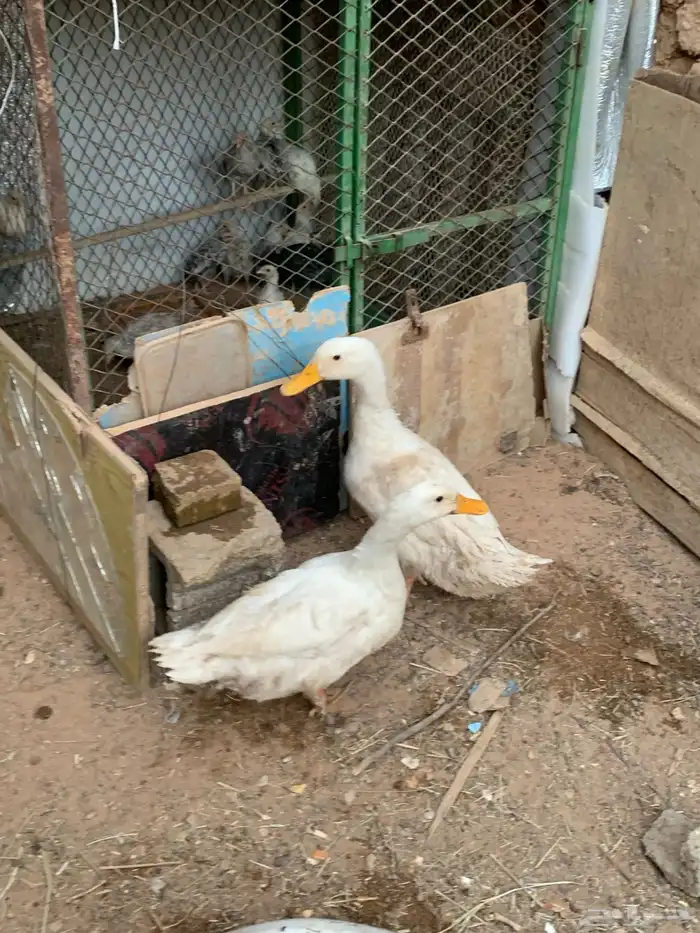 ذكور بط بكيني 5