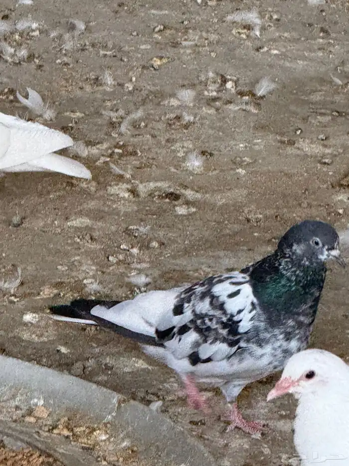 حمام تركي و بكستاني و صفاق 15