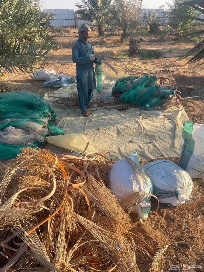 تمر للابل والحيوانات 2