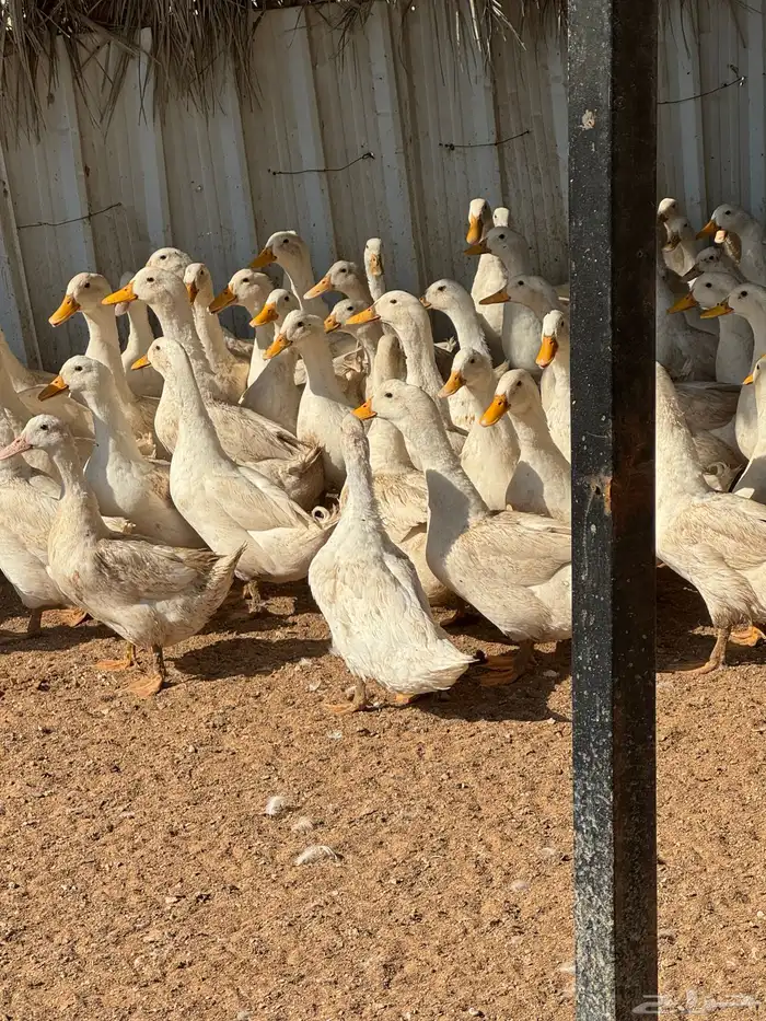 بط بكيني بياض 4