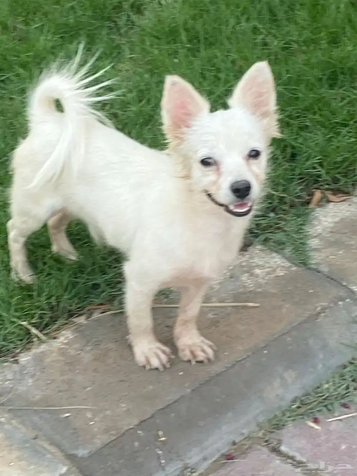 كلب شيواوا للبيع 2