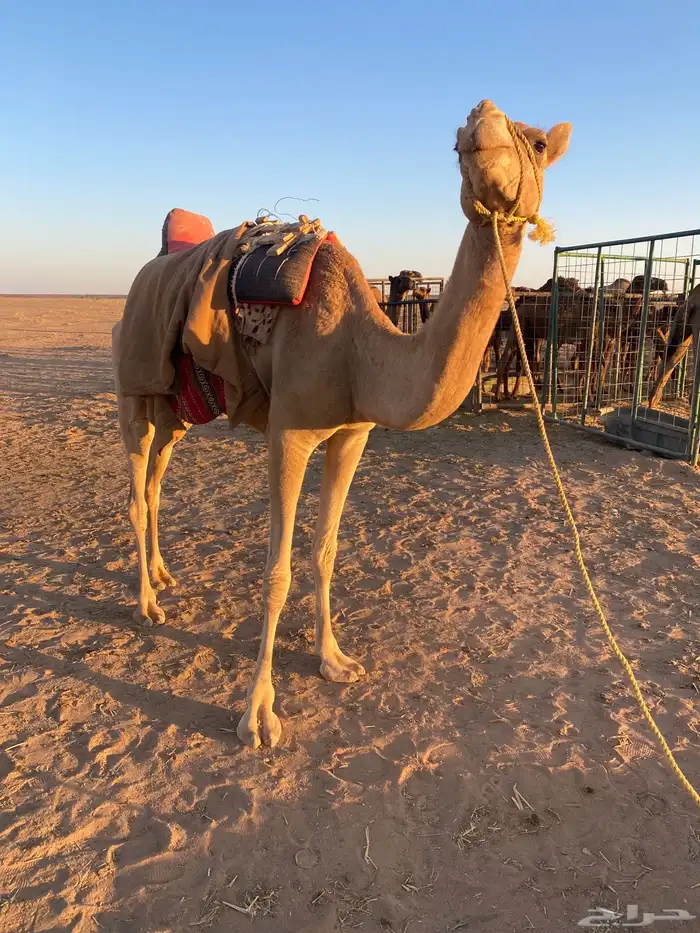 رحول ابل عمانيه 2