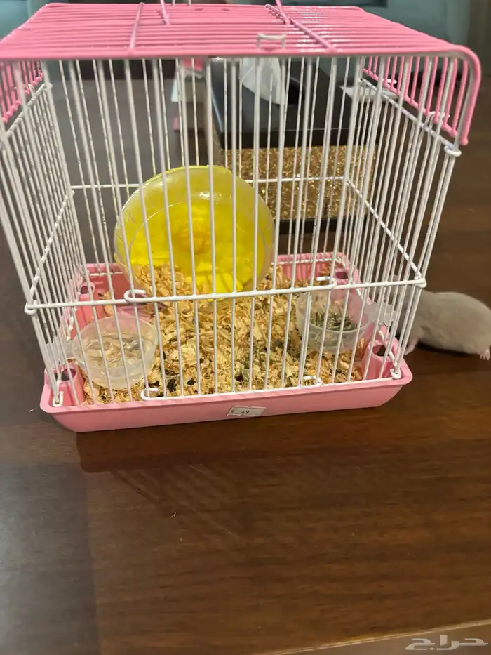 هامستر سوري للبيع 0