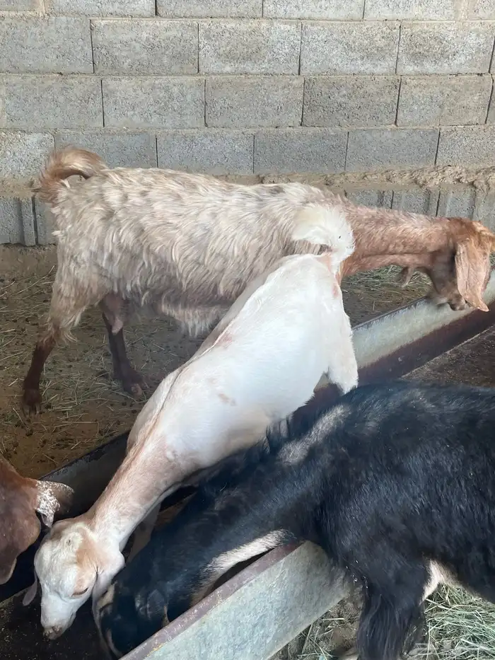 عنزين ولد تم الببيع 1