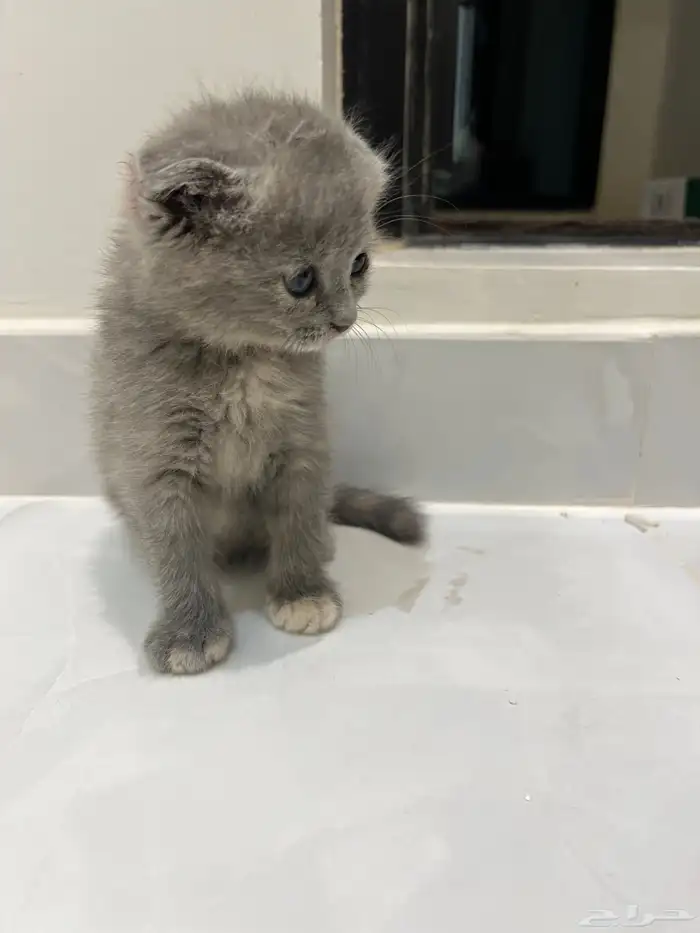 قطط (كيتن) سكوتش فولد العمر شهرين واسبوع 4