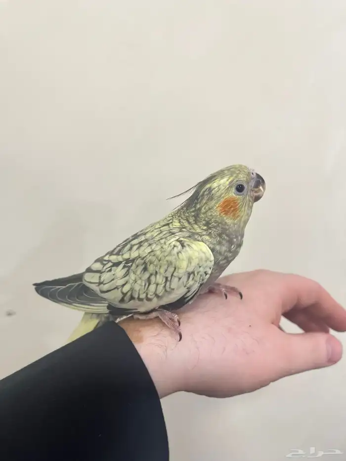 كروان تربيه فراشه 0