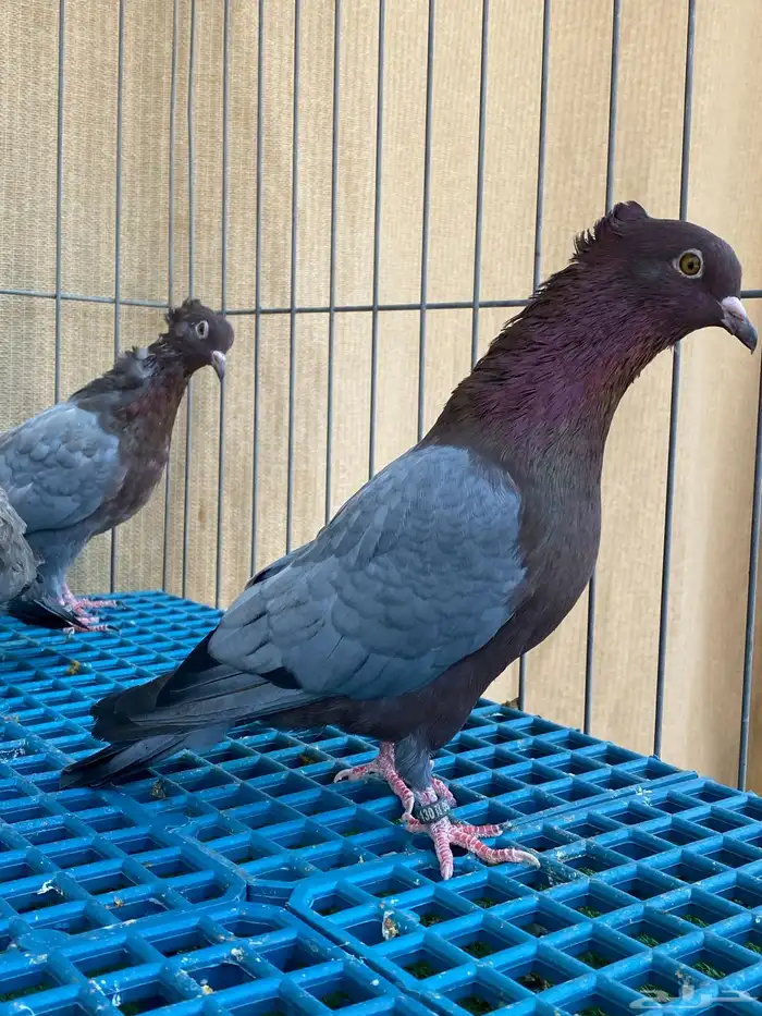 حمام زينه 12