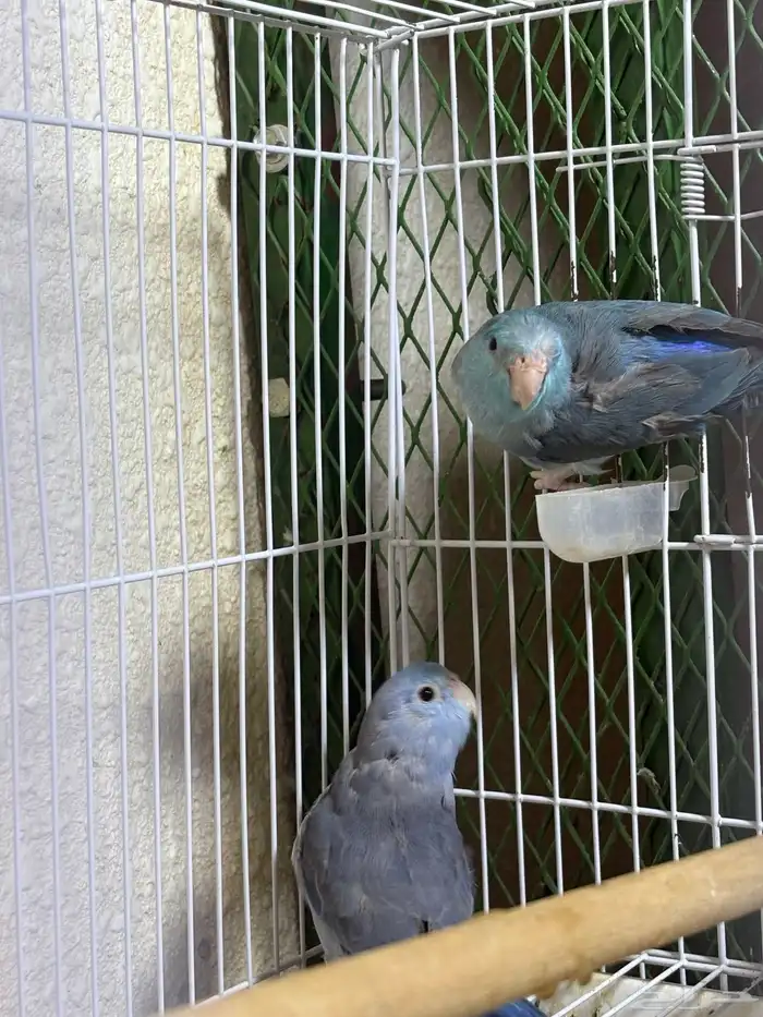 زوج بارتوليت ازرق (ميني روز ) 2