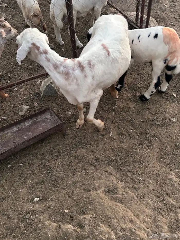 نعجة تحتها طلي 2