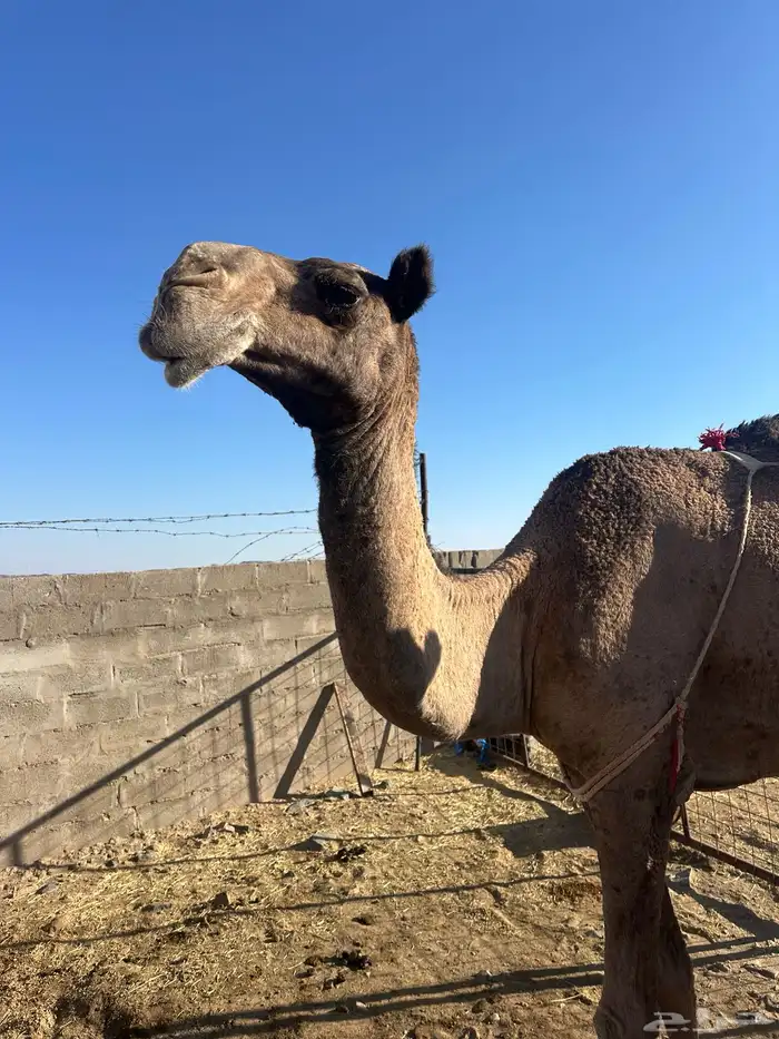 ابل ثلاث لبيع 3