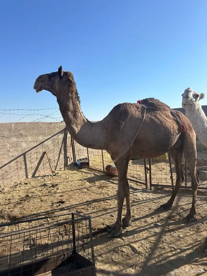 ابل ثلاث لبيع 0