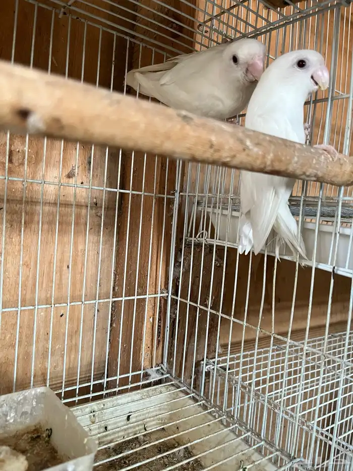 جوز روز البينو بعيون حمر 3