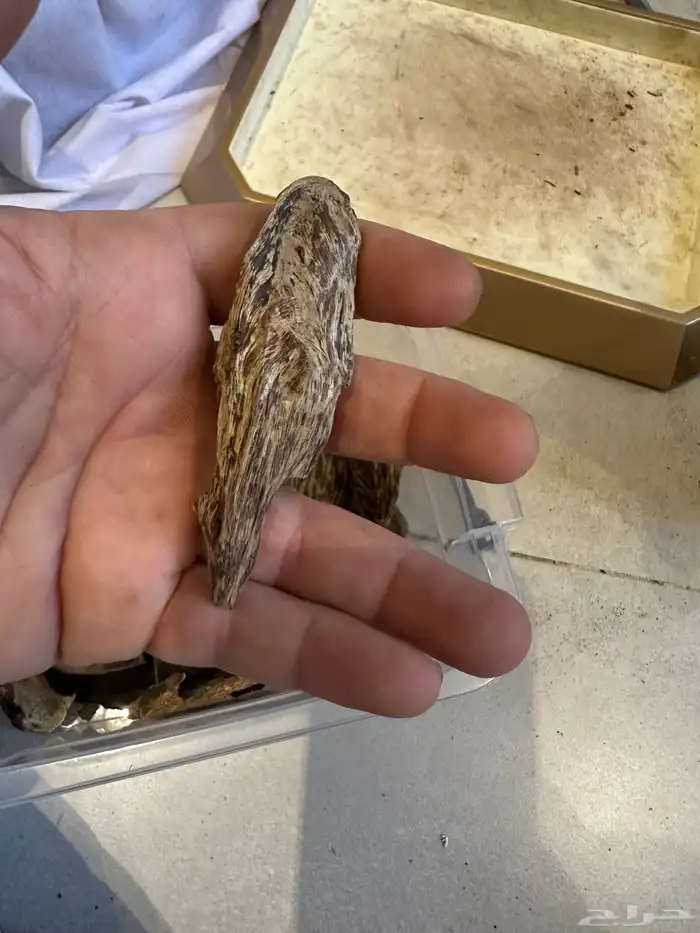 عود سيلاني قديم غابة ادمز ( تم البيع ) 5