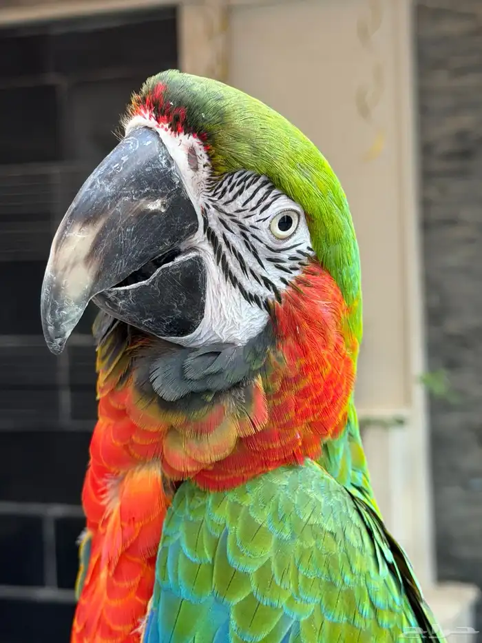 مكاو هارلي كوين 3