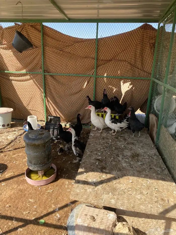 عشتين حمام لاحم ودجاج وبط 8