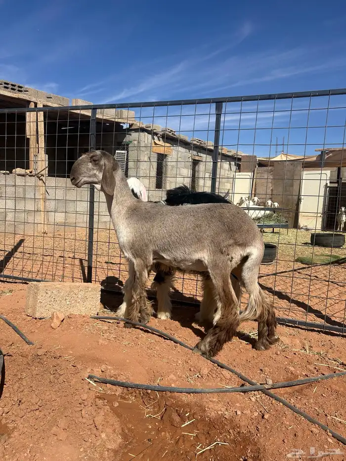 رخل ساكنية 1