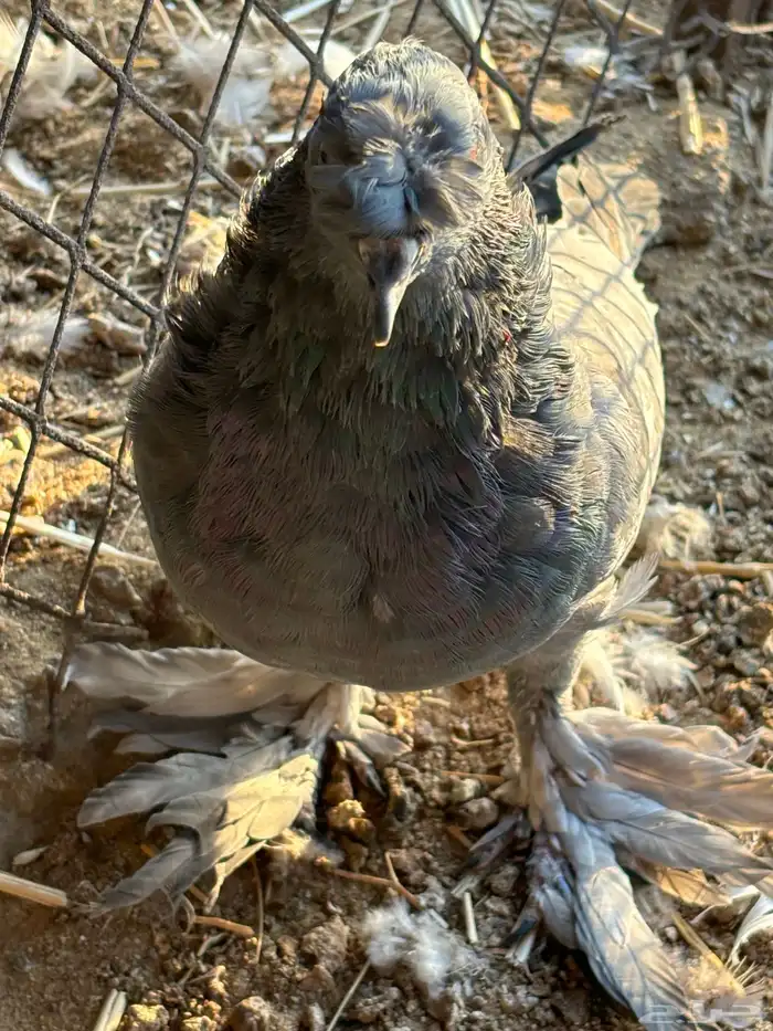 حمام نفاخي 2