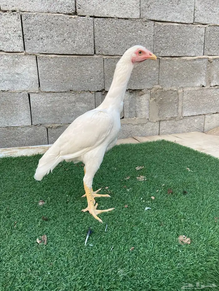 دجاجتين سندي نسل عم غبشان 0