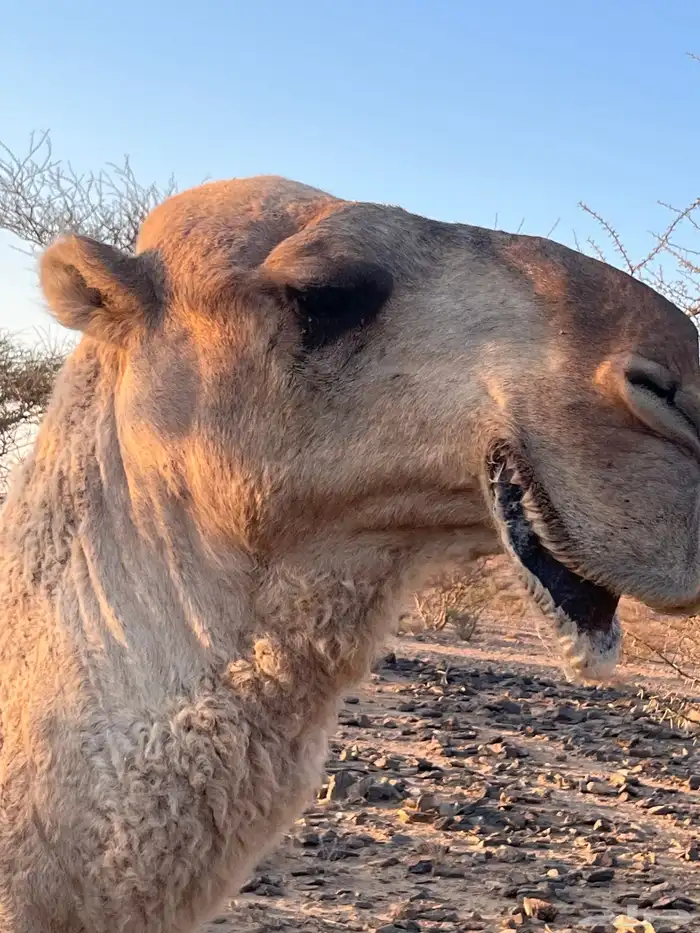 بعير عل جميع اشروط البيع 2