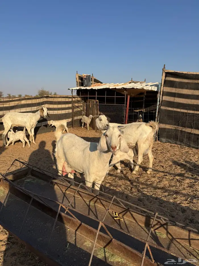 معزاء بيشيه جروف وصنف خلفات 1