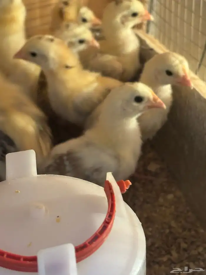 صوص بلدي فواتح 7