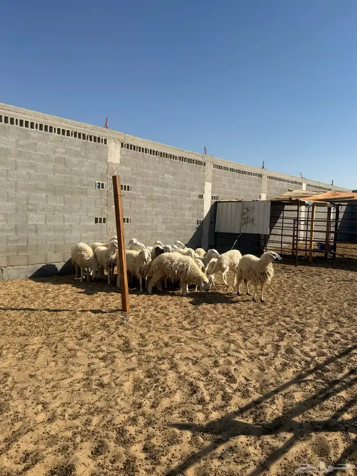 حري رخال دفيع جروم كبيره 3