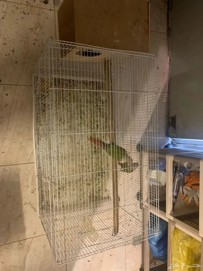 جوز كنيور انتاج 3