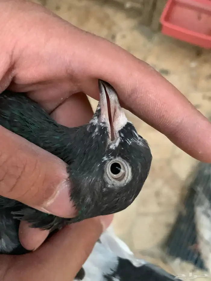 اجواز باكستانيات للبيع 11