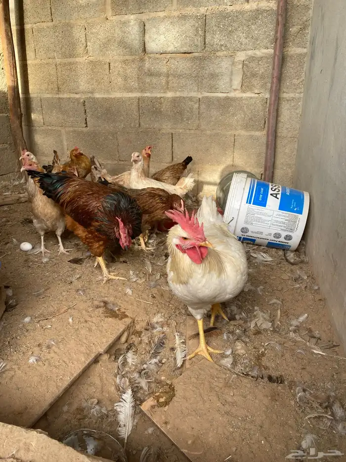 ديكة لوهمان 1