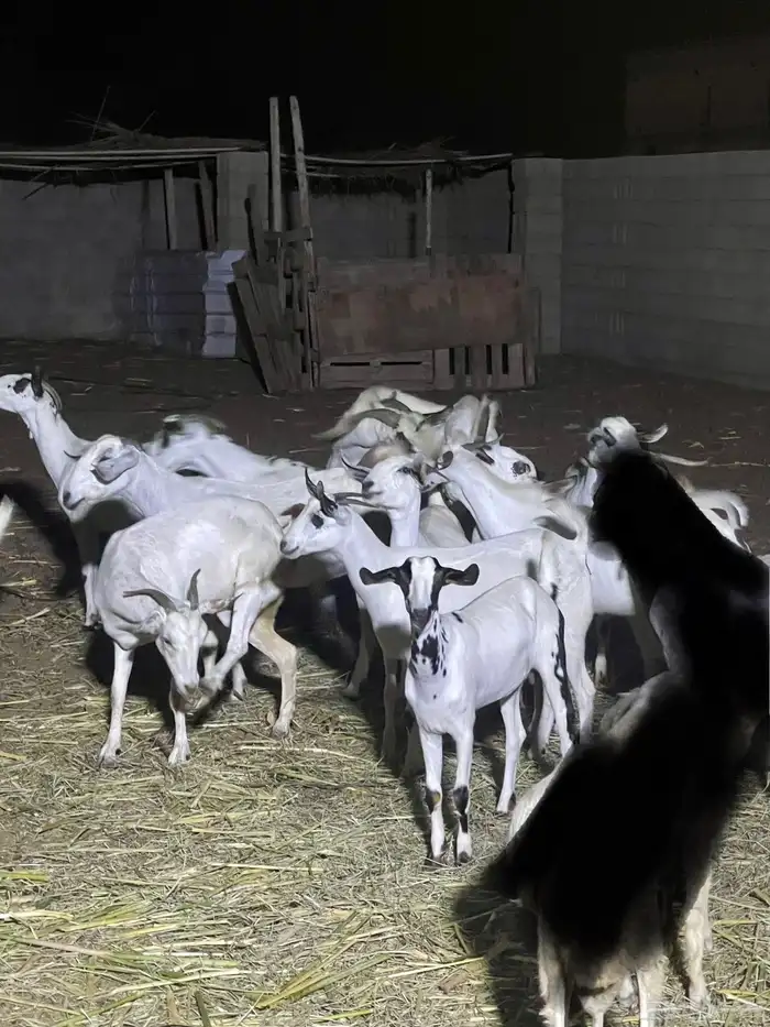 معزاء بيشيات فواخر 15