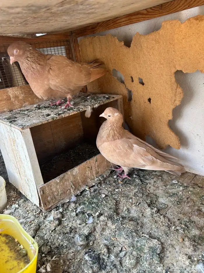 قلاب ارضي - انقليزي 1