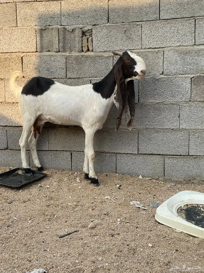 ماعز حجازي 7