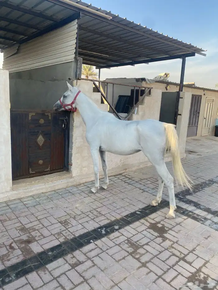 فرس شعبية لقاح 0