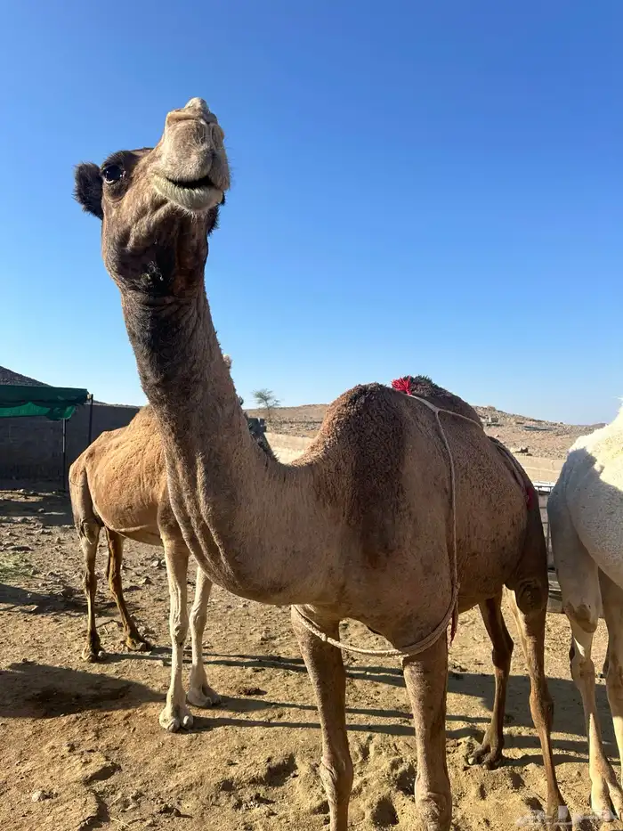 ابل ثلاث لبيع 4